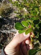 Image of Searsia lucida (L.) F. A. Barkley