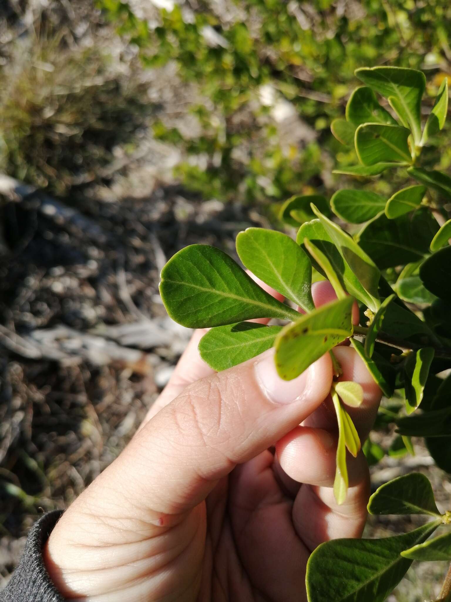 Image of Searsia lucida (L.) F. A. Barkley