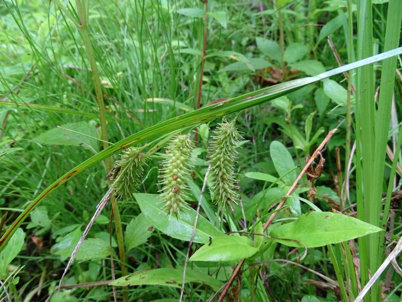 Image of bottlebrush sedge