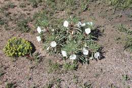 Plancia ëd Oenothera harringtonii W. L. Wagner, R. Stockhouse & W. M. Klein