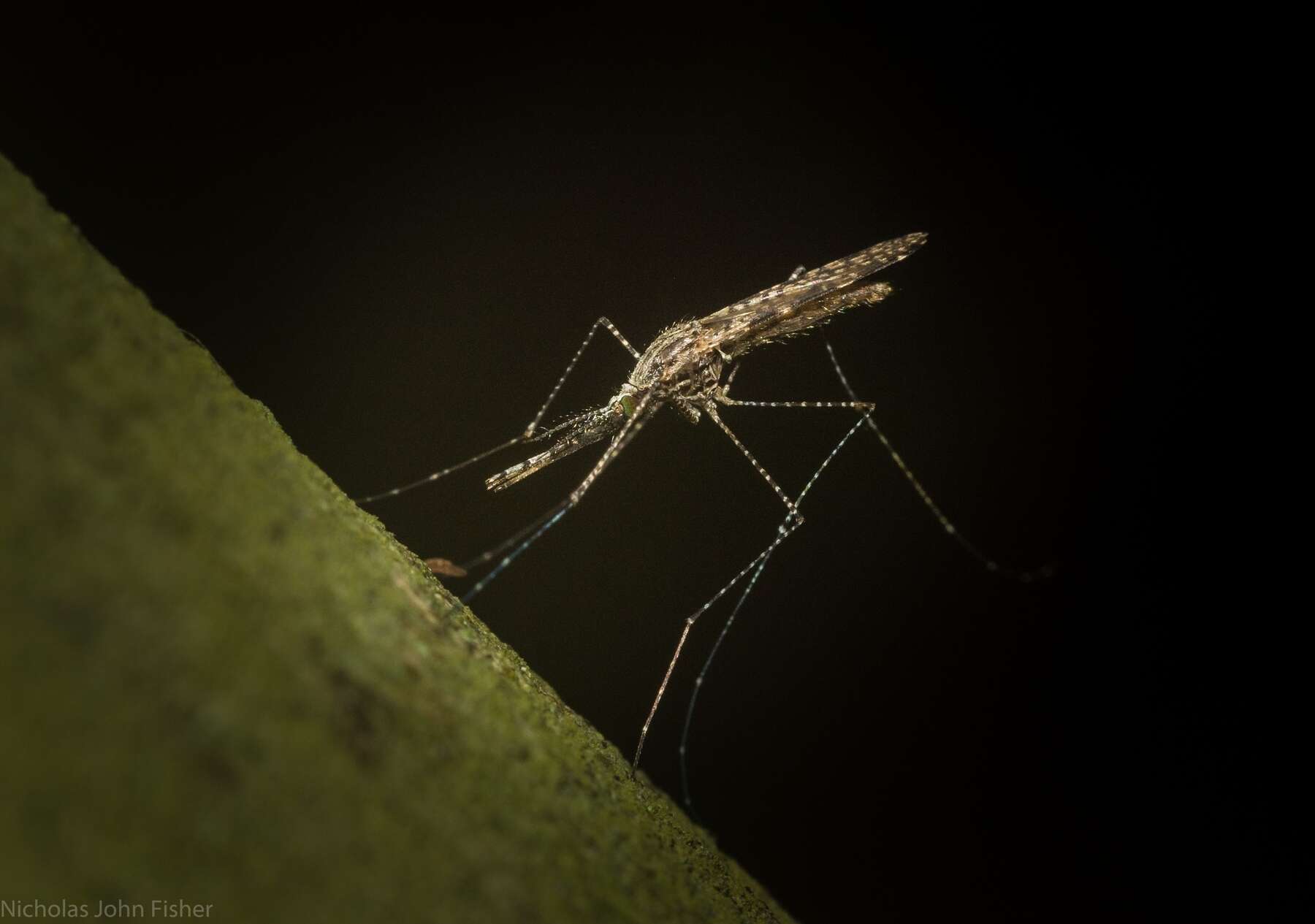 Image of Anopheles annulipes Walker 1856