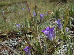 Image of Sierra fringed gentian