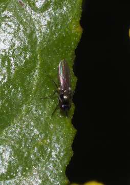 Plancia ëd Hydrellia tritici Coquillett 1903