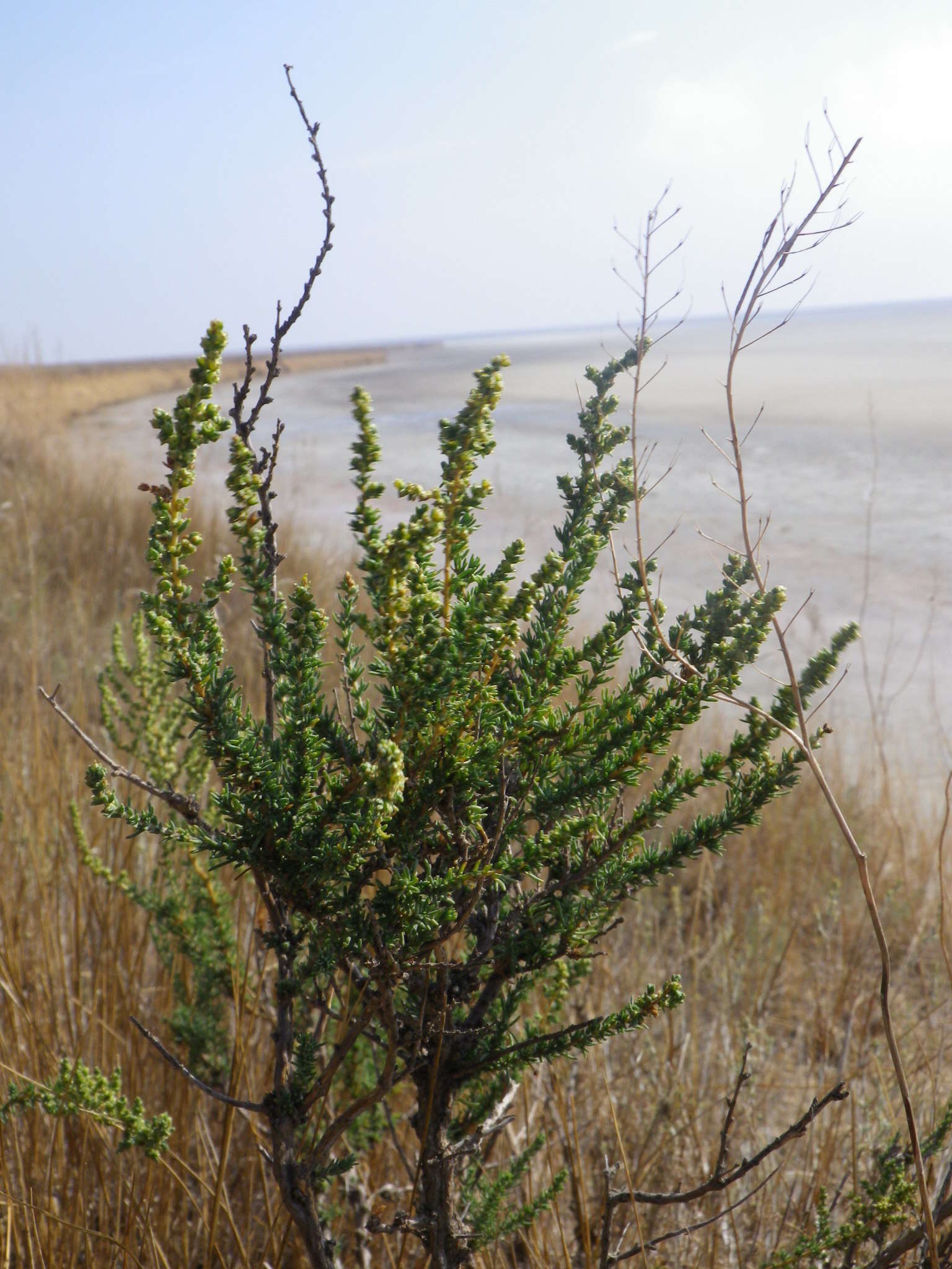 Sivun Nitrosalsola laricina (Pall.) Theodorova kuva