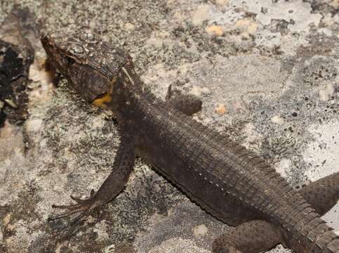 Image of False girdled lizards