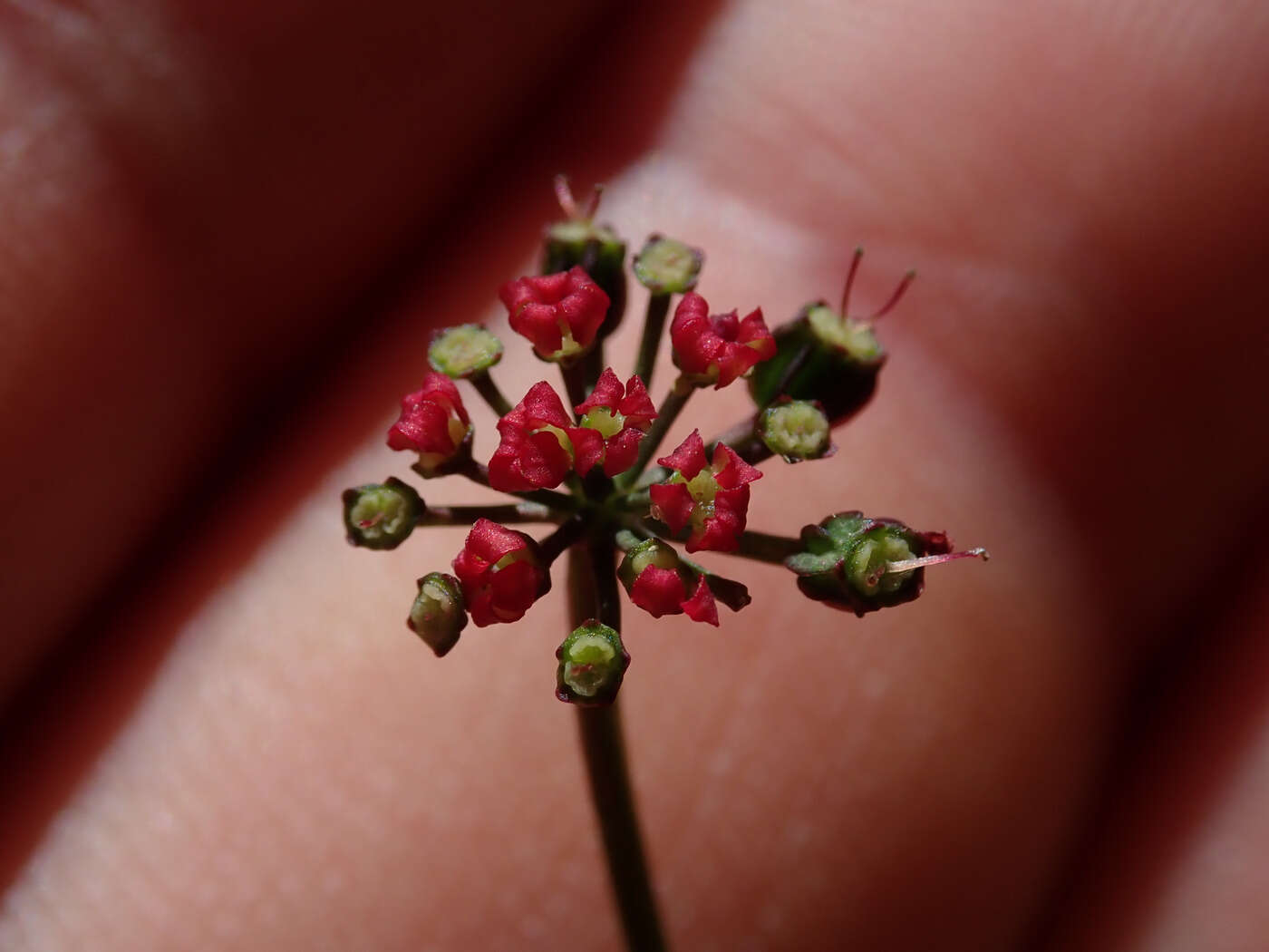 Imagem de Thaspium trifoliatum var. trifoliatum