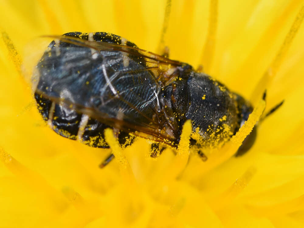 Image de Odontomyia microleon (Linnaeus 1758)