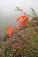 Image of Cyrtanthus epiphyticus J. M. Wood