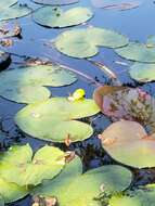 Image of yellow pond-lily