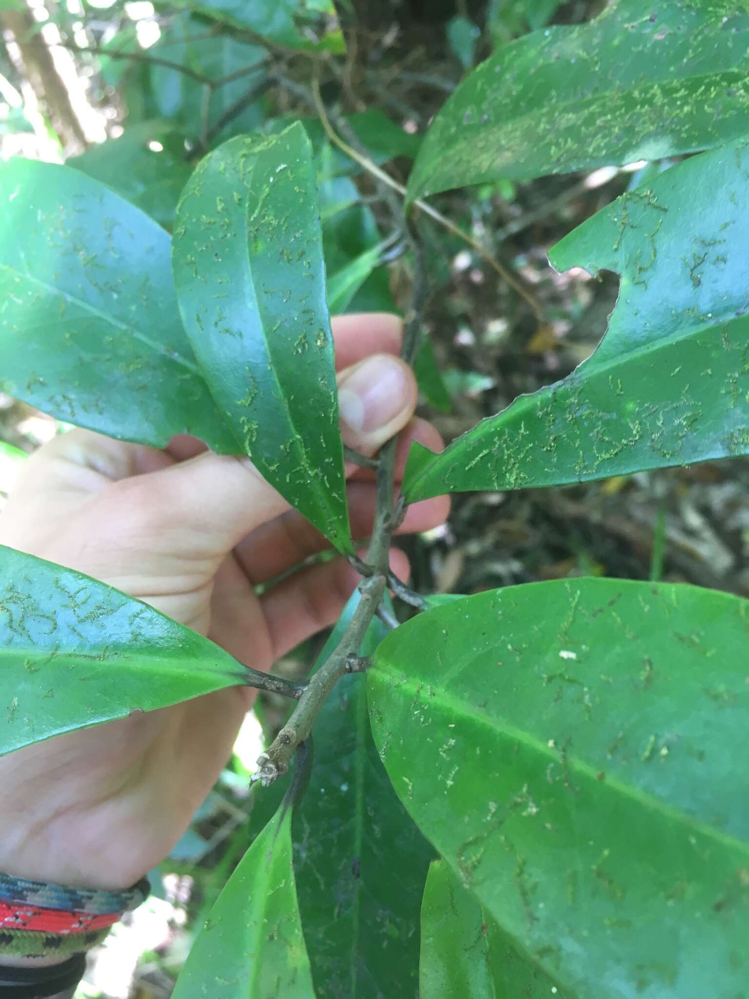 Image of Symplocos cochinchinensis (Lour.) Moore