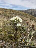 صورة Gentianella corymbifera (T. Kirk) Holub