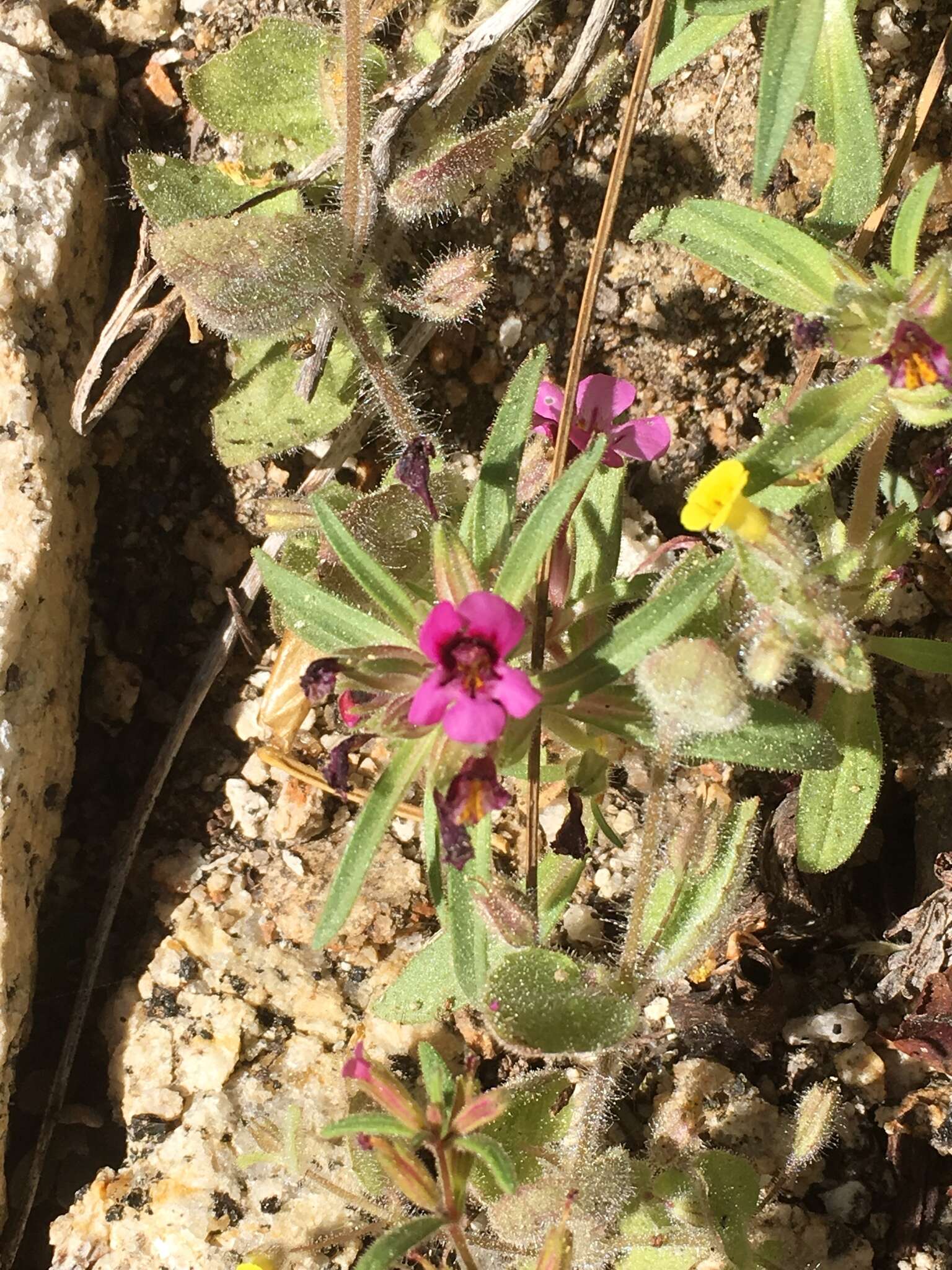 Image of Kellogg's monkeyflower