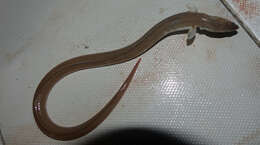 Image of Charmed snake-eel