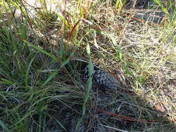 Image of Twisted yellow-eyed grass