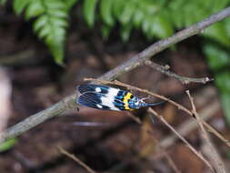 Image of Erasmiphlebohecta picturata Wileman 1910