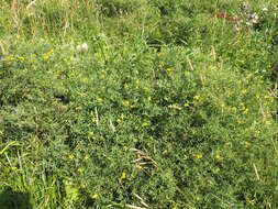 Слика од Lathyrus pratensis L.