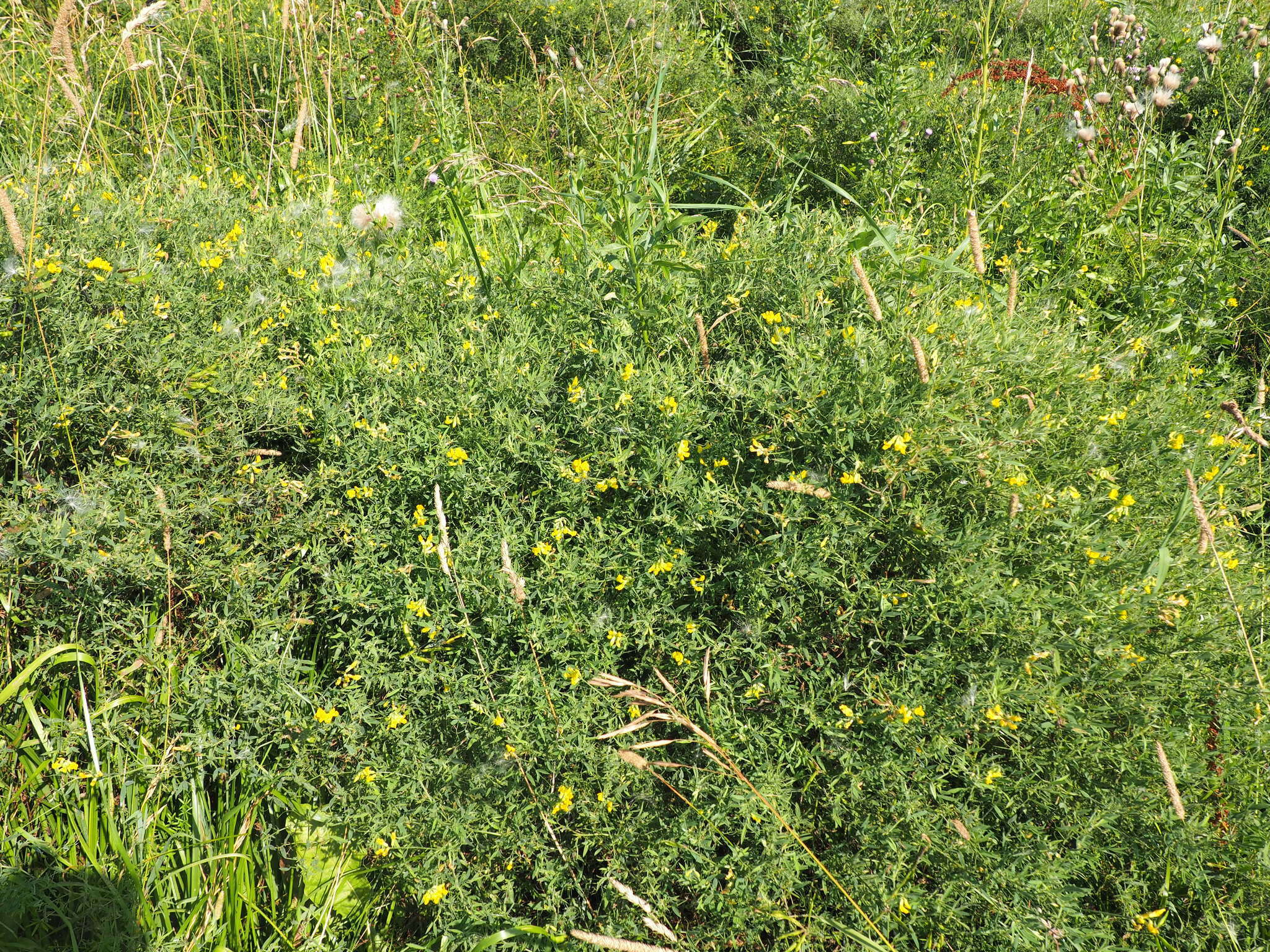 Слика од Lathyrus pratensis L.
