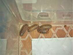 Image of Armadillidium atticum Strouhal 1929