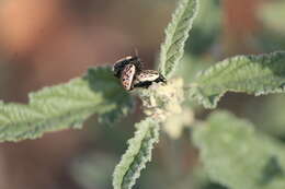 Image of Calligrapha (Calligrapha) dislocata (Rogers 1856)