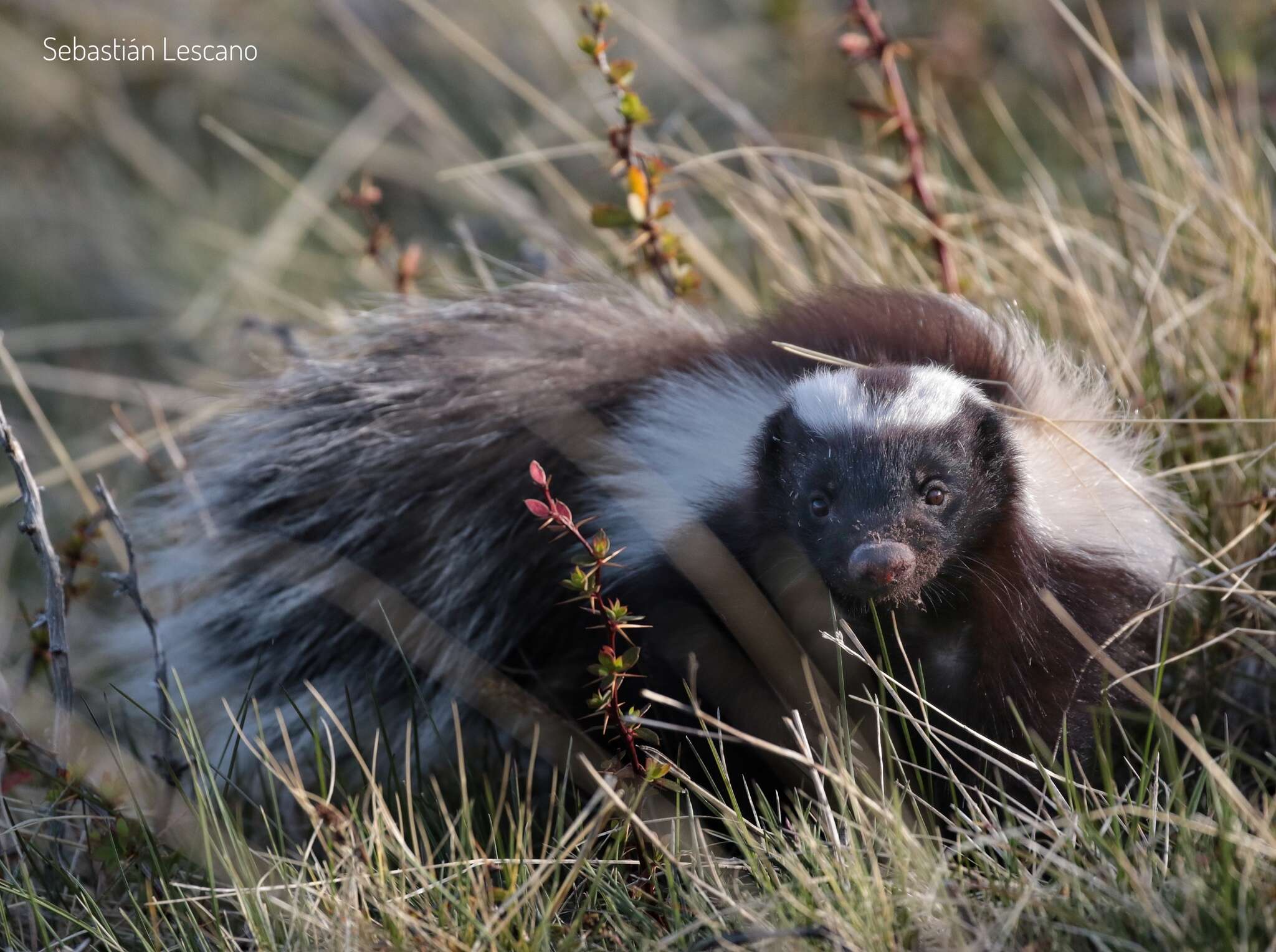 Image of Molina's Hog-nosed Skunk