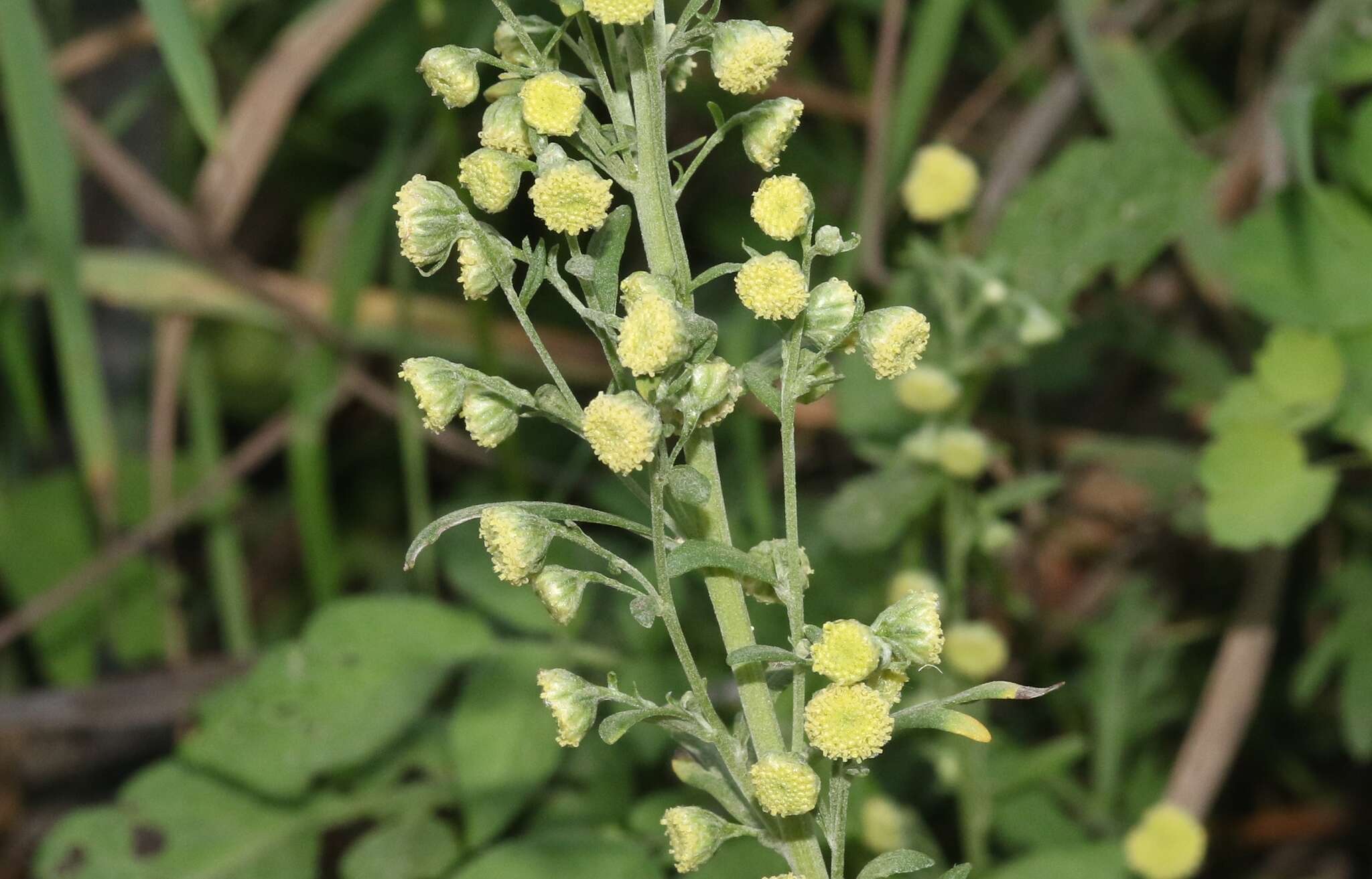 صورة Artemisia franserioides Greene