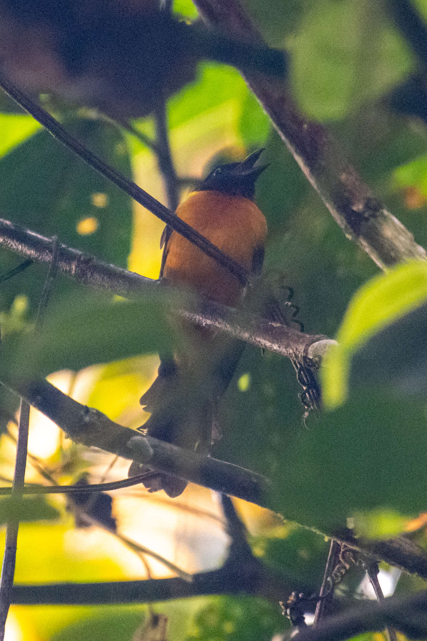 Image of Fulvous Shrike-Tanager