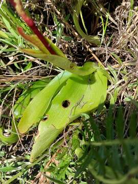 Image of Pterygodium cooperi Rolfe