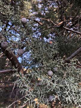 Image of Smooth Arizona Cypress