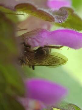 Image of Andrena ovatula (Kirby 1802)