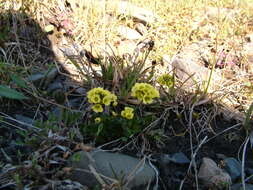 Image of alpine draba