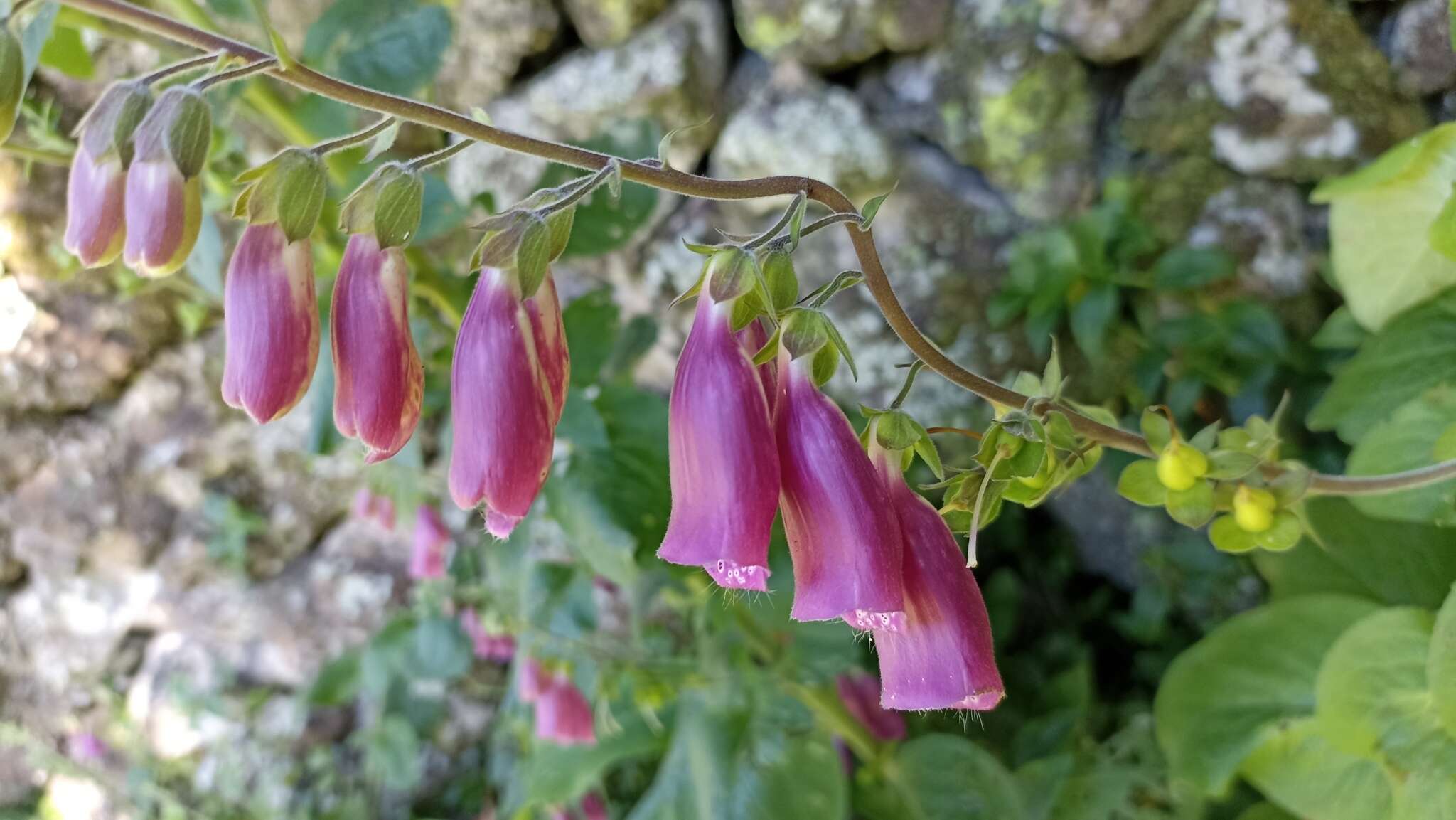 Imagem de Digitalis purpurea subsp. purpurea