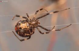 Latrodectus renivulvatus Dahl 1902的圖片