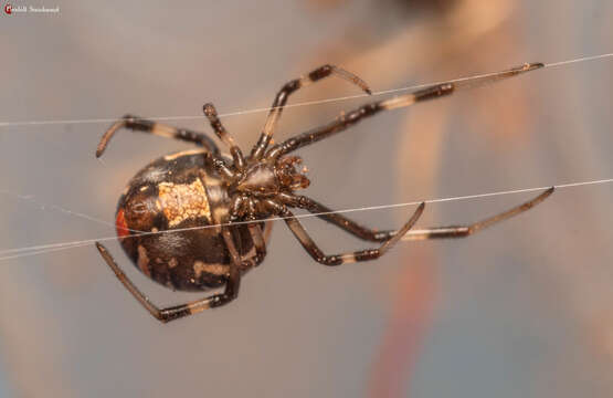 Latrodectus renivulvatus Dahl 1902的圖片