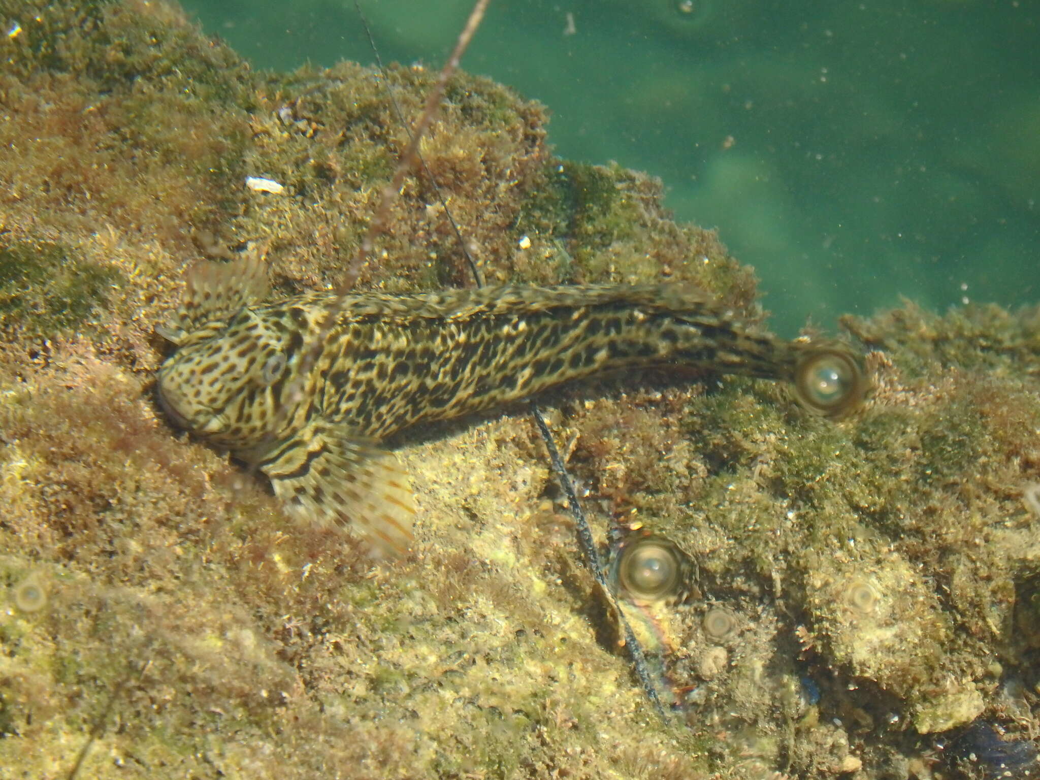 Image of Black Sea Blenny