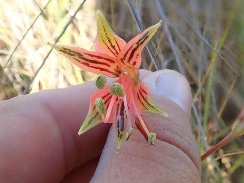 Image of Alstroemeria stenopetala Seub.