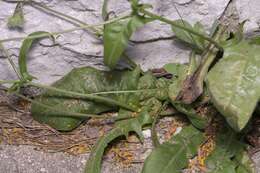 Image of Crepis commutata (Spreng.) W. Greuter