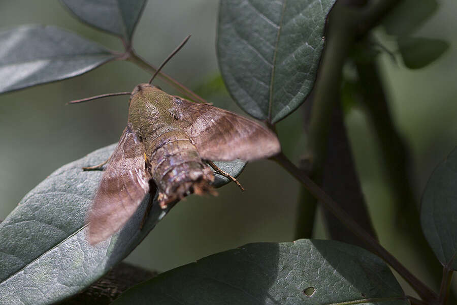 Image of Macroglossum corythus Walker 1856