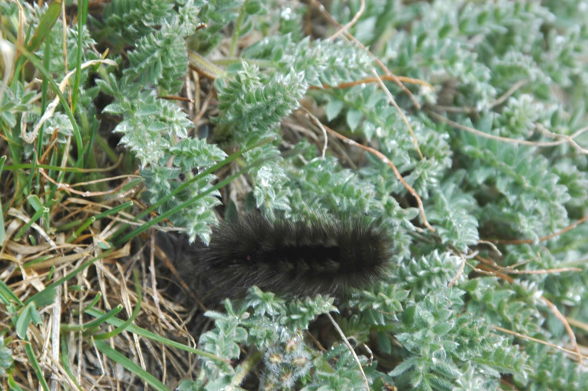 Image of Arctic Wooly-Bear Caterpillar