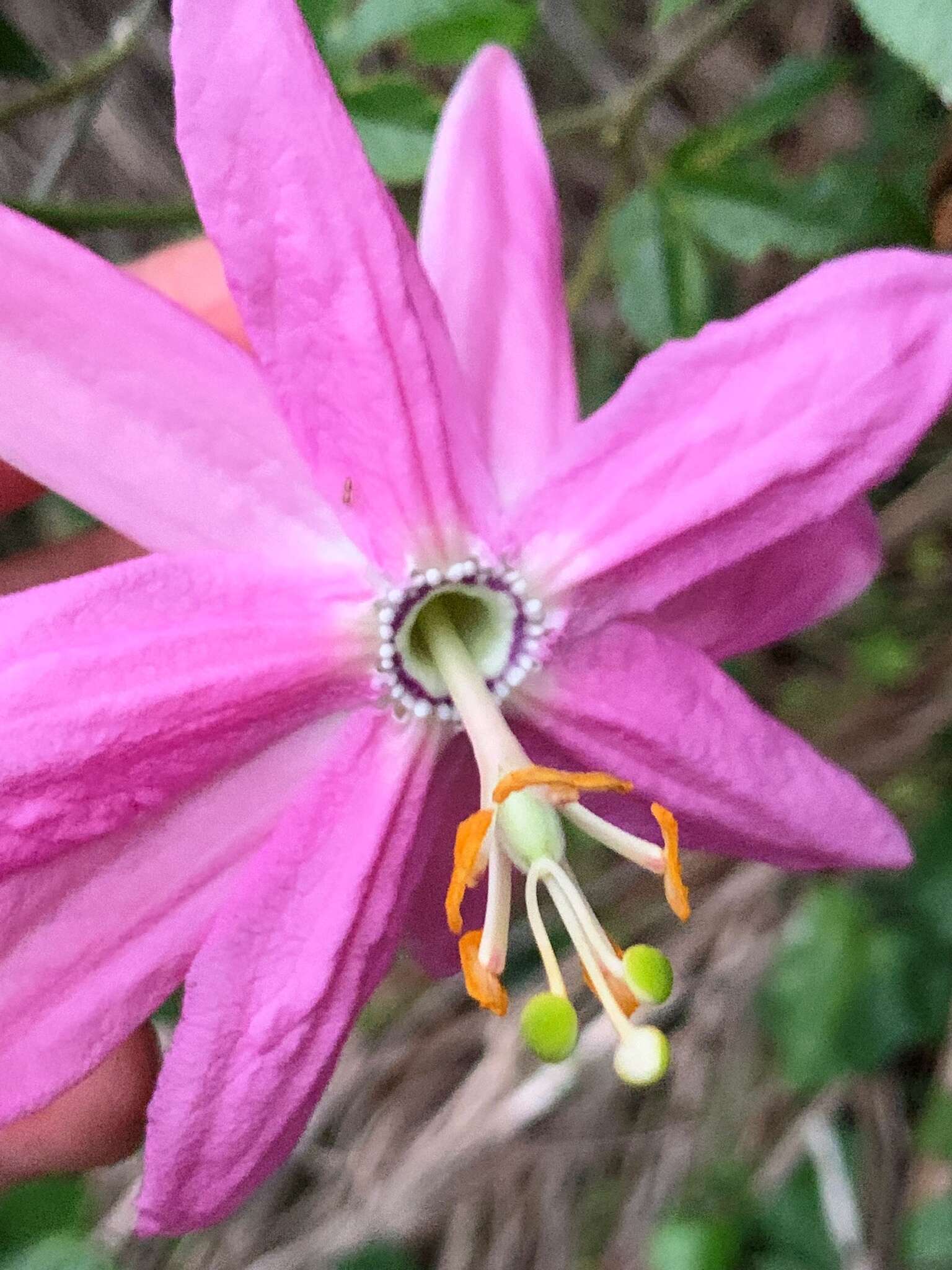 Image of banana passionflower