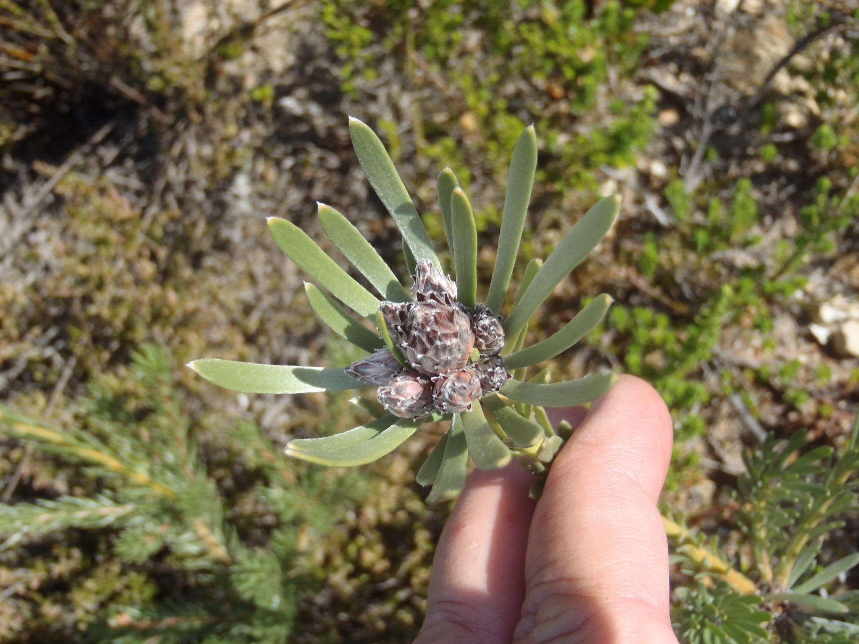 Image of Leucadendron singulare I. Williams