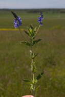 Image de Veronica teucrium L.