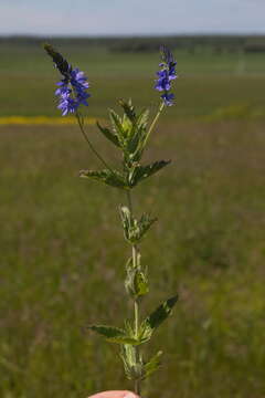 Слика од Veronica teucrium L.