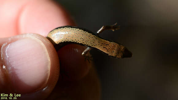 Image of Tsushima Ground Skink