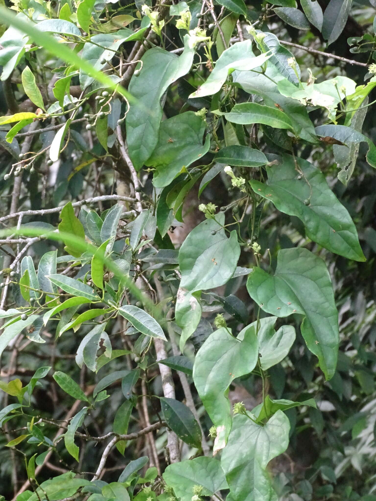 Image of Trichosanthes homophylla Hayata
