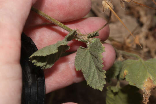 Image of Mediterranean stork's bill