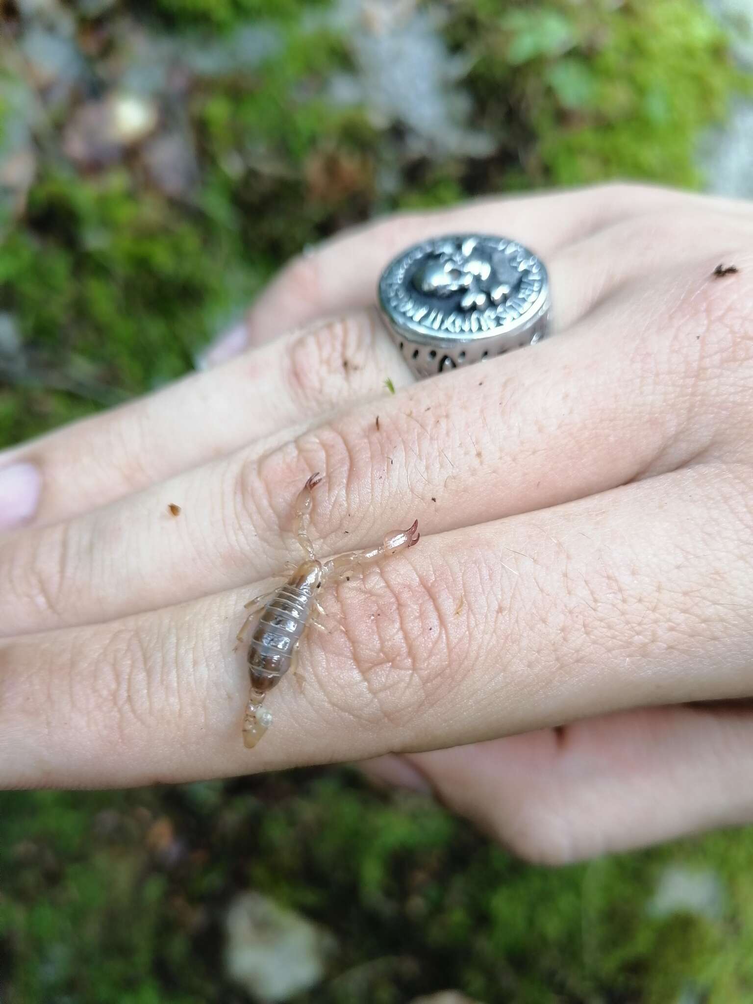 Image of Troglotayosicidae