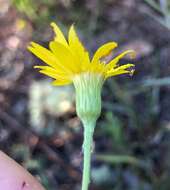 Image de Pityopsis flexuosa (Nash) Small