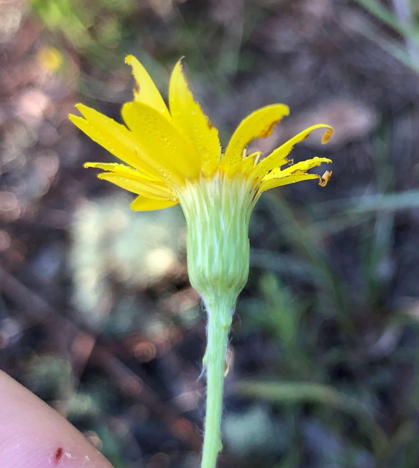 Image de Pityopsis flexuosa (Nash) Small