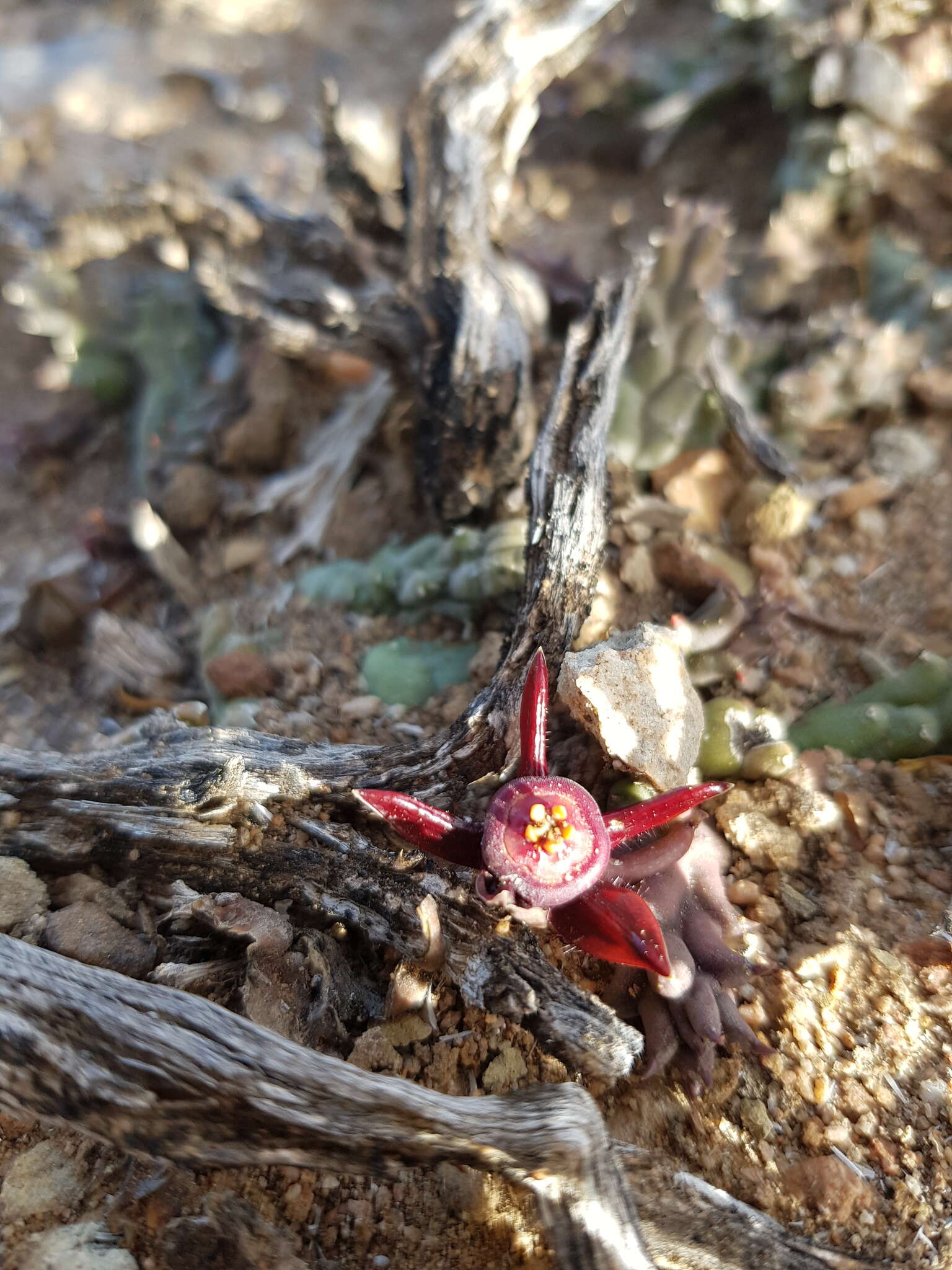 Image de Ceropegia caespitosa subsp. caespitosa