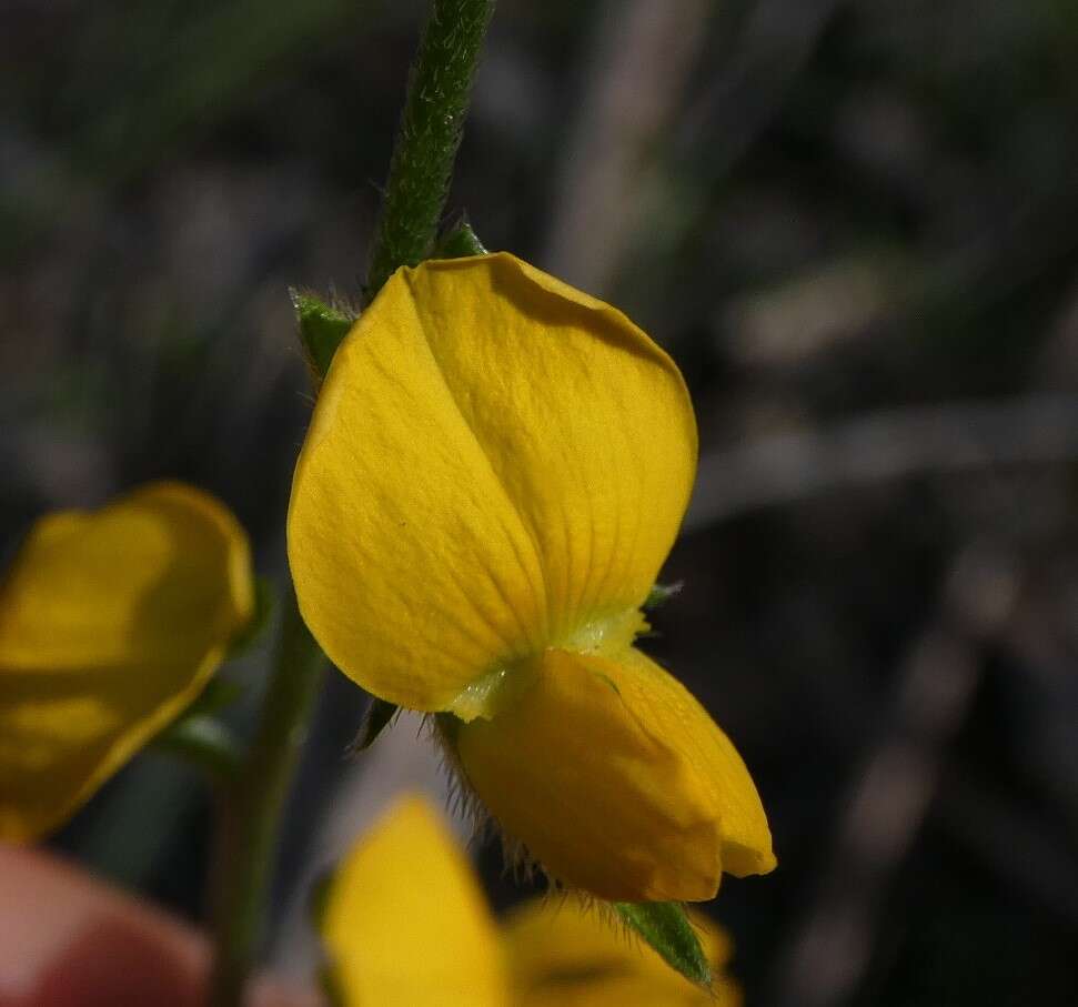 Слика од Crotalaria brevis Domin